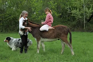 Magnetic: Magnetic therapy on a donkey