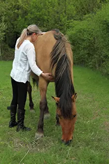 Magnetic: Magnetic therapy on a horse