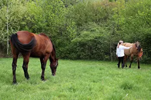 Magnetic: Magnetic therapy on a horse