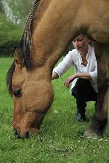 Magnetic: Magnetic therapy on a horse