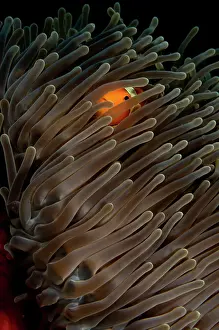 Magnifica: Magnificent Anemone