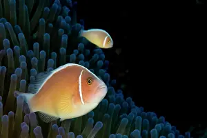 Perideraion: Magnificent Anemone