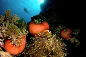 Magnifica: Magnificent Anemone