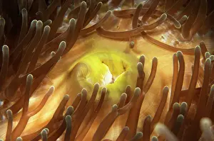 Cebu: Magnificent Anemone