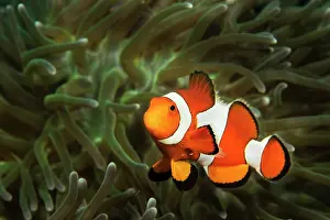 Magnifica: Magnificent Anemone