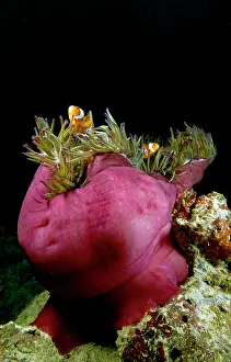 Magnifica: Magnificent Anemone
