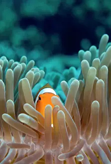 Magnifica: Magnificent Anemone