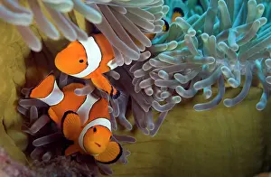 Magnifica: Magnificent Anemone