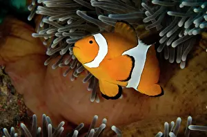 Magnifica: Magnificent Anemone