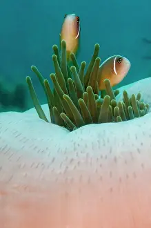 Perideraion: Magnificent Anemone