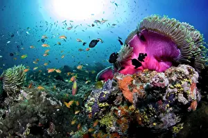 Schools: Magnificent Anemone Coral