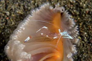 Pennatulacea: Magnificent Anemone Shrimp - on Sea Pen (Virgularia