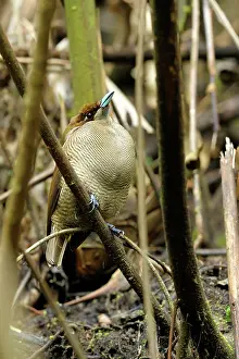 Barat: Magnificent Bird of Paradise