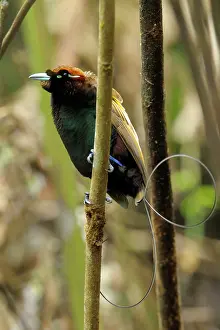 Barat: Magnificent Bird of Paradise