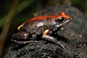 Myobatrachidae: Magnificent Brood Frog