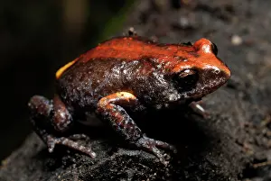 Myobatrachidae: Magnificent Brood Frog