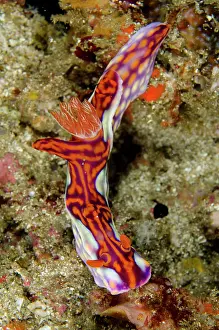 Ceratosoma: Magnificent Ceratosoma Nudibranch Yellow Wall of