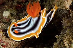 Retreat: Magnificent Chromodoris Nudibranch