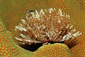 Duster: Magnificent Feather Duster (Sabellastarte magnifica)