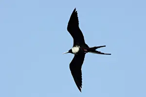 Frigatebirds: Magnificent Frigatebird