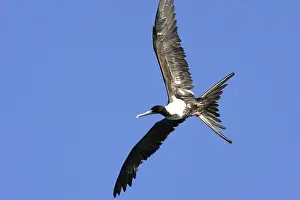 Frigatebirds: Magnificent Frigatebird