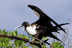 Frigatebirds: Magnificent Frigatebird