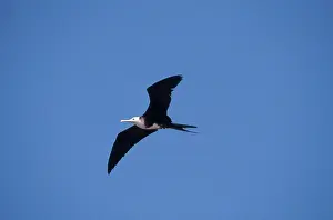 Frigate: Magnificent Frigatebird