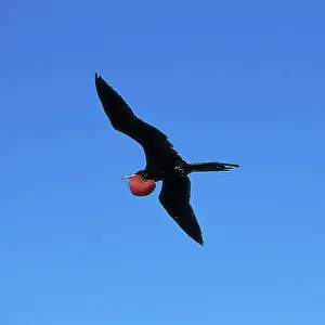 Frigatebirds: Magnificent Frigatebird