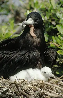 Frigatebirds: Magnificent Frigatebird