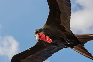 Fregata: Magnificent Frigatebird