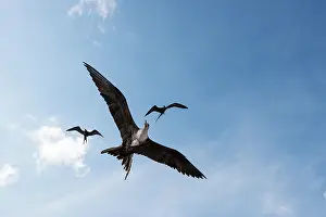 Netherland: Magnificent Frigatebird