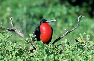 Frigatebirds: Magnificent Frigatebird - displaying