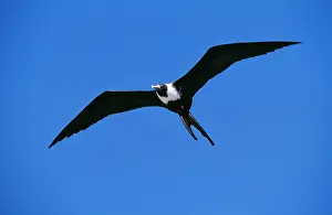 Frigatebirds: Magnificent Frigatebird - female