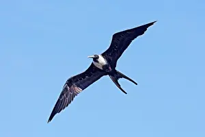 Frigatebirds: Magnificent Frigatebird. Female