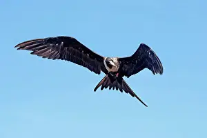 Frigatebirds: Magnificent Frigatebird. Female
