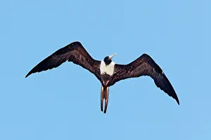 Frigatebirds: Magnificent Frigatebird. Female
