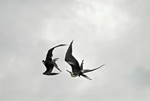 Frigatebirds: Magnificent Frigatebird flying above Fort Jefferson