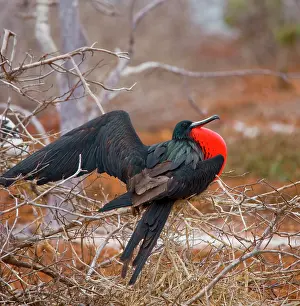 Frigatebirds: Magnificent frigatebird (Fregata magnificens) is