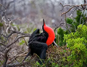 Frigatebirds: Magnificent frigatebird (Fregata magnificens) is