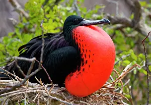 Frigatebirds: Magnificent frigatebird (Fregata magnificens) is