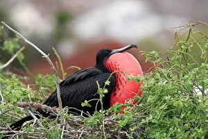 Wooing: Magnificent Frigatebird (Fregata magnificens), adult