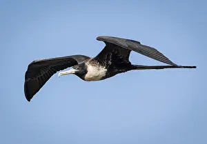 Panama: Magnificent Frigatebird (Fregata magnificens), female