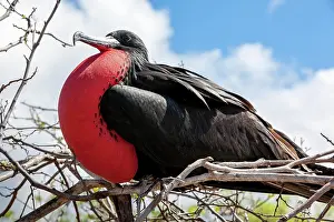 Galapagos: Magnificent Frigatebird (Fregata magnificens), Galapagos I