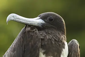 Fregata: Magnificent Frigatebird (Fregata magnificens) female