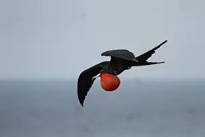 Fregata: Magnificent Frigatebird (Fregata magnificens) male