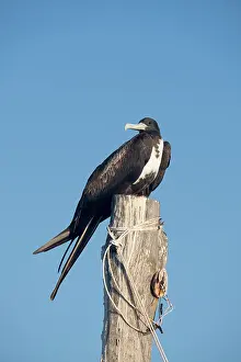 Magnificent: Magnificent Frigatebird - Holbox Mexico