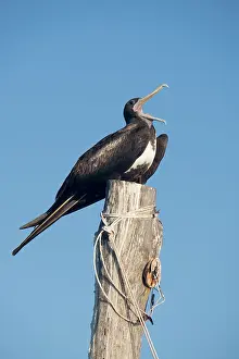 Magnificent: Magnificent Frigatebird - Holbox Mexico