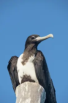 Magnificent: Magnificent Frigatebird - Holbox Mexico