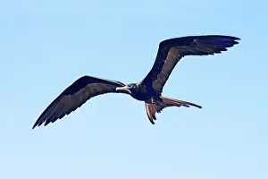 Frigatebirds: Magnificent Frigatebird - Male