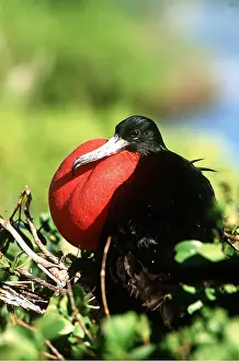Frigatebirds: MAGNIFICENT FRIGATEBIRD - male, displaying, showing